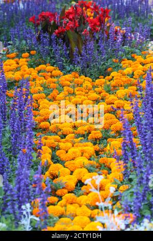 Parterre à fleurs en fleurs jaunes au milieu de fleurs bleues en ville parc public Banque D'Images