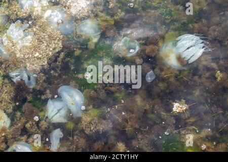 Beaucoup de grands méduses flottant dans l'algue près de la mer Banque D'Images