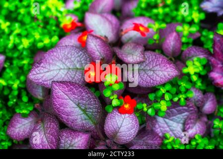 Une tentation violet de flamme ou une espèce d'épepcia qui fleuris dans un écosystème tropical dans les jardins bontaniques de montréal. Banque D'Images