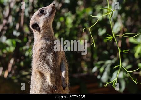 Gros plan de l'African Meerkat debout et regardant vers le haut. Suricate est une petite bernache avec de la fourrure brune, de grands yeux, une tête large et une queue effilée mince. Banque D'Images