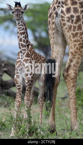 Un jeune veau Maasai Girafe (Giraffa camelopardalis Giraffa, tippelskirchi tippelskirchii) se trouve à côté de sa mère dans la pluie battante. Serengeti N Banque D'Images