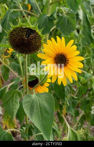 Tournesol jaune vif en fleur et un autre qui a disparu par floraison Banque D'Images
