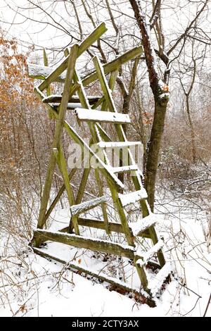 Temps d'hiver dans une forêt en Basse-Autriche Banque D'Images