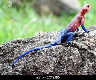 Un mâle Mwanza à tête plate de couleur vive agama (Agama mwanzae) Serengeti National Park, Tanzanie. Banque D'Images