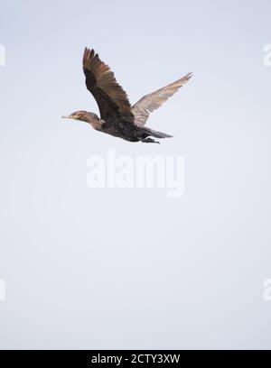 Gros canard noir volant Banque D'Images