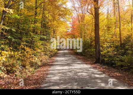 Superbes couleurs d'automne le long d'une route arrière sur une route ensoleillée jour Banque D'Images