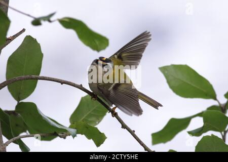 commun (regulus ignicapillus) Banque D'Images