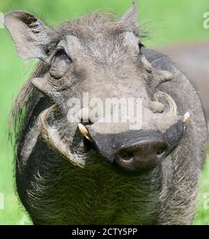 Un warthog commun (Phacochoerus africanus) a été enraciner pour la nourriture avec son musclé dans le sol humide. Parc national d'Arusha. Arusha, Tanzanie. Banque D'Images