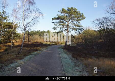 Une piste cyclable à travers les dunes le long des oiseaux, des pins et de la lande en décembre aux pays-Bas, près du village hollandais de Bergen. Banque D'Images