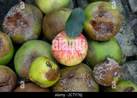 Pomme fraîche verte et rouge mangeant avec une feuille dans un pile de pommes pourries Banque D'Images