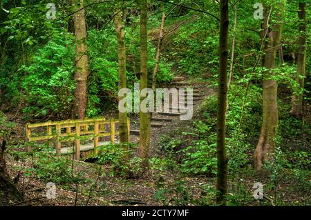 Un petit pont en bois au-dessus d'un ruisseau et des marches en bois sur une pente dans les bois anciens. Banque D'Images