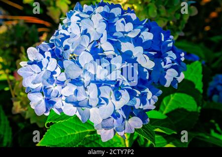Une hortensia à bigleaf bleue (Hydrangea macrophylla) fleurit sur le campus de l'Université de l'Alabama du Sud, le 22 août 2020, à Mobile, en Alabama. Banque D'Images