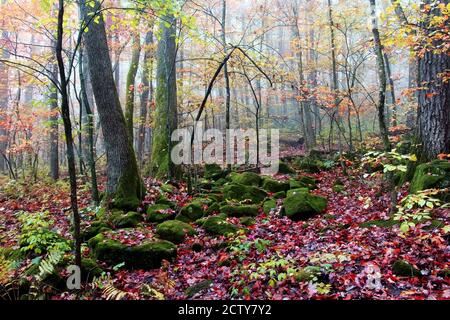 Magnifique nature de glace du Wisconsin. Paysage d'automne pittoresque dans la forêt de foggy. Sentier de randonnée East Bluff au parc national de Devils Lake, Baraboo WI USA Banque D'Images