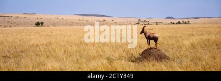 Profil latéral d'un topi debout sur un termite, réserve nationale de Masai Mara, Kenya Banque D'Images