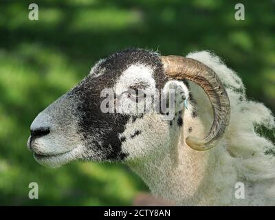 Portrait de brebis de colline à face noire avec corne texturée robuste et laine épaisse en molleton naturellement appliqué léger Cumbria, Angleterre, Royaume-Uni Banque D'Images