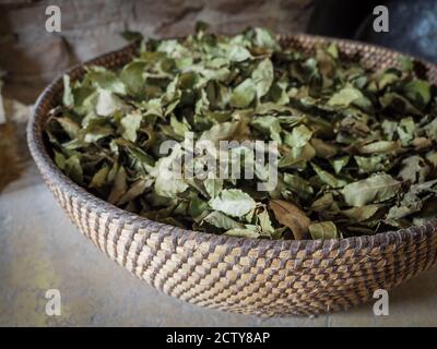 Sécher les feuilles de Laurier (laurus nobilis) dans le panier. Banque D'Images