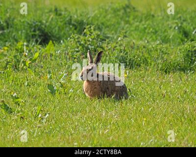 Lièvre brun simple ou lièvre européen (Lepus europaeus) avec de longues oreilles et des whiskers sur l'herbe de printemps verte brillante de la prairie du nord à Cumbria, Angleterre, Royaume-Uni Banque D'Images