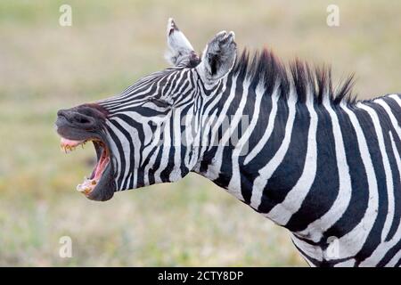 Gros plan d'un braying zébré, cratère de Ngorongoro, zone de conservation de Ngorongoro en Tanzanie Banque D'Images