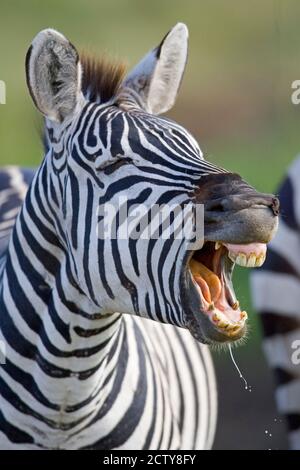 Gros plan d'un appel de zèbre, cratère de Ngorongoro, zone de conservation de Ngorongoro, Tanzanie Banque D'Images