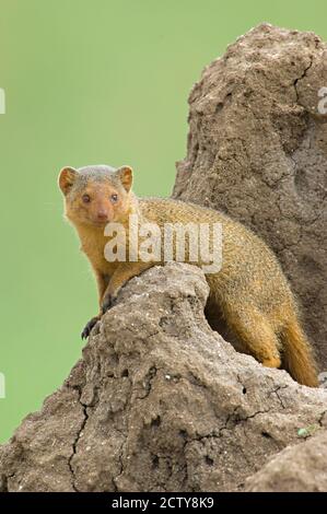 Profil latéral d'une bernache nageante, Parc national de Tarangire, région d'Arusha, Tanzanie (Helogale parvula) Banque D'Images