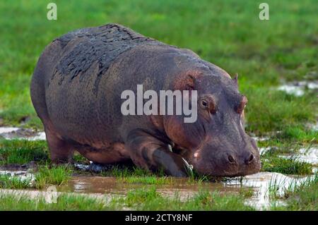 Gros plan d'un hippopotame, lac Manyara, région d'Arusha, Tanzanie (Hippopotamus amphibius) Banque D'Images