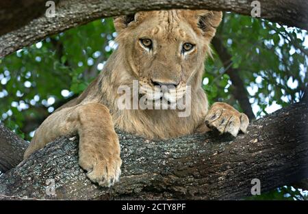 Gros plan d'un lion, lac Manyara, région d'Arusha, Tanzanie (Panthera leo) Banque D'Images