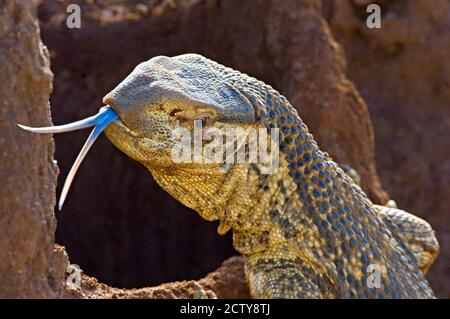 Gros plan d'un lézard de surveillance du Nil, Parc national de Tarangire, région d'Arusha, Tanzanie (Varanus niloticus) Banque D'Images