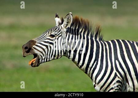 Profil latéral d'un braying zébré, zone de conservation de Ngorongoro, région d'Arusha, Tanzanie (Equus burchelli chapmani) Banque D'Images