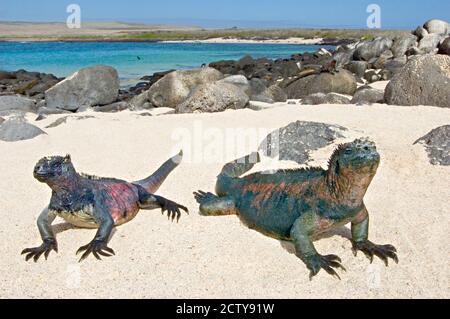 Deux iguanes marins (Amblyrhynchus cristatus) sur le sable, îles Galapagos (Équateur) Banque D'Images