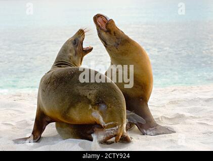 Deux otaries de Galapagos (Zalophus wollebaeki) sur la plage, îles Galapagos, Équateur Banque D'Images