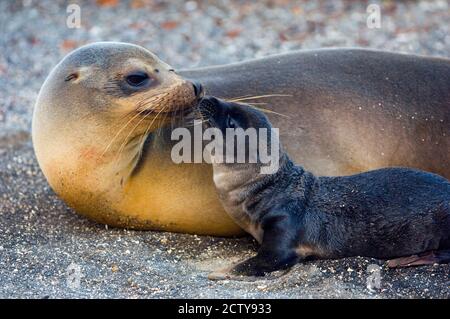 Le lion de mer de Galapagos (Zalophus wollebaeki) avec son jeune, îles Galapagos, Équateur Banque D'Images