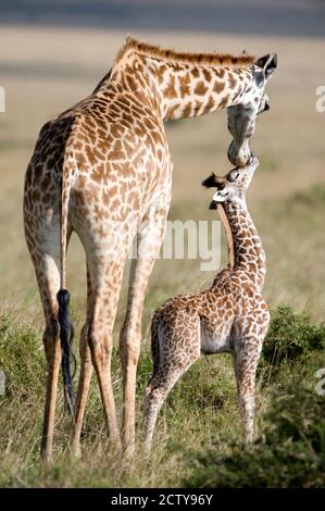 Masai girafe (Giraffa camelopardalis tippelskirchi) avec son veau, réserve nationale de Masai Mara, Kenya Banque D'Images