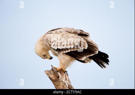 Gros plan d'un aigle tawny (Aquila rapax), parc national de Samburu, province de Rift Valley, Kenya Banque D'Images