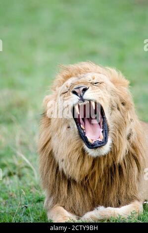 Gros plan d'un lion (Panthera leo) bâillant, réserve nationale de Masai Mara, Kenya Banque D'Images