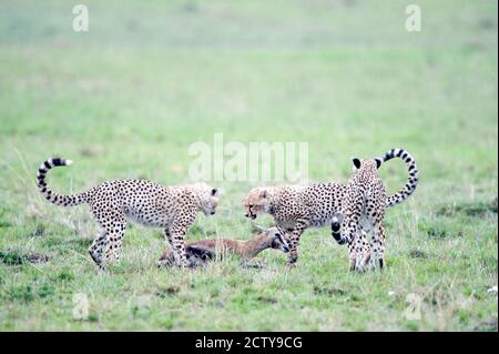 Cheetah Cubs (Acinonyx jubatus) chassant la gazelle a de Thomson (Gazella thomsoni), réserve nationale de Masai Mara, Kenya Banque D'Images