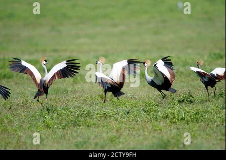 Grues à couronne grise (Balearia regulorum) dans un champ, cratère de Ngorongoro, Ngorongoro, Tanzanie Banque D'Images