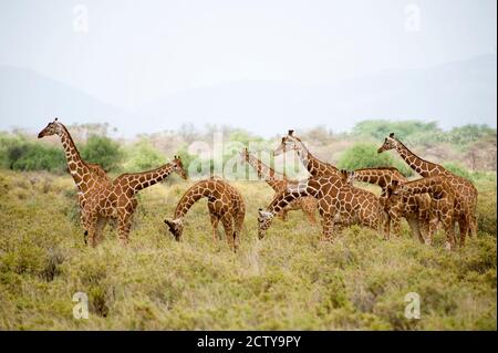Girafes réticulées (Giraffa camelopalis reticulata) en pâturage dans un champ, parc national de Samburu, province de la vallée du Rift, Kenya Banque D'Images