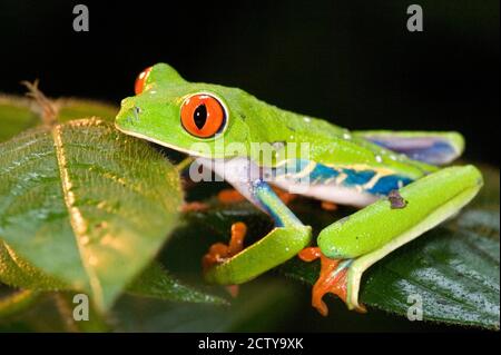 Grenouille d'arbre à yeux rouges (Agalychnis callidryas) sur les feuilles Banque D'Images