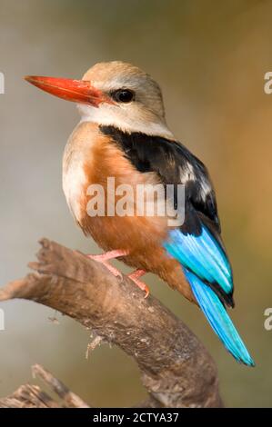 Gros plan d'un kingfisher à tête grise (Halcyon leucocephala) qui se trouve dans une branche du parc national de Tarangire, Tanzanie Banque D'Images