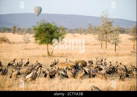 Hyènes tachetées (crocuta crocuta) et vautours qui s'écrasent sur Hippopotamus (Hippopotamus amphibius), Serengeti, Tanzanie Banque D'Images