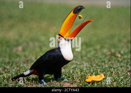 Vue rapprochée d'un toucan Toco (Ramphastos toco), rivière Three Brothers, Réunion du parc national des eaux, zones humides du Pantanal, Brésil Banque D'Images