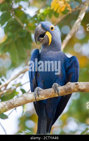 Gros plan d'une macaw de jacinthe (Anodorhynchus hyacinthinus), rivière Three Brothers, Réunion du parc national des eaux, zones humides du Pantanal, Brésil Banque D'Images