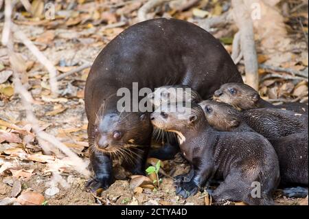 La loutre géante (Pteronura brasiliensis) avec ses petits, trois frères Rivière, rencontre des eaux State Park, les zones humides du Pantanal, Brésil Banque D'Images