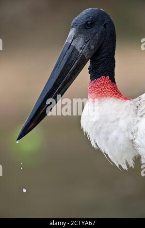 Gros plan d'un stok de Jabiru (Jabiru mycteria), rivière Three Brothers, Réunion du parc national des eaux, zones humides du Pantanal, Brésil Banque D'Images