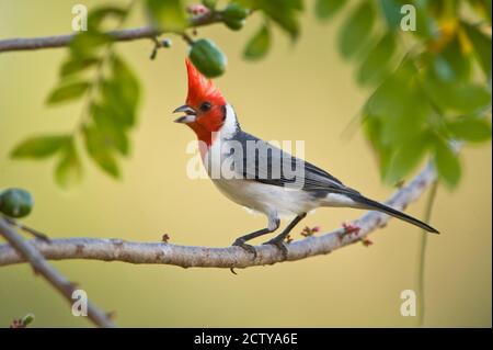 Cardinal rouge à crête (Paroaria coronata) sur une branche, rivière Three Brothers, Réunion du parc national des eaux, terres humides du Pantanal, Brésil Banque D'Images