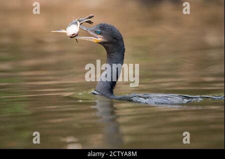 Cormorant néotrope (Phalacrocorax brasilianus) avec des poissons dans le bec, rivière Three Brothers, rencontre du parc national des eaux, zones humides du Pantanal, Brésil Banque D'Images