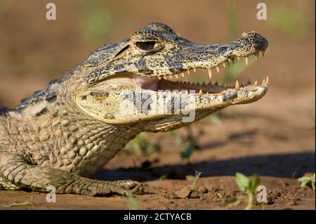 Yacare caiman (Caiman crocodilus yacare), rivière Three Brothers, Réunion du parc national des eaux, zones humides du Pantanal, Brésil Banque D'Images