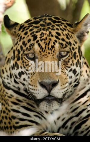 Gros plan d'une Jaguar (Panthera onca), rivière Three Brothers, Réunion du parc national des eaux, zones humides du Pantanal, Brésil Banque D'Images