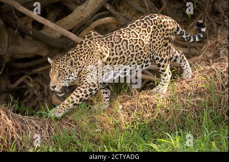 Jaguar (Panthera onca), forage dans une forêt, rivière Three Brothers, rencontre du parc national des eaux, zones humides du Pantanal, Brésil Banque D'Images