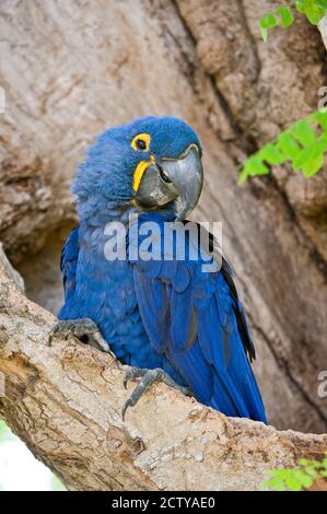 Gros plan d'une macaw de jacinthe (Anodorhynchus hyacinthinus), rivière Three Brothers, Réunion du parc national des eaux, zones humides du Pantanal, Brésil Banque D'Images